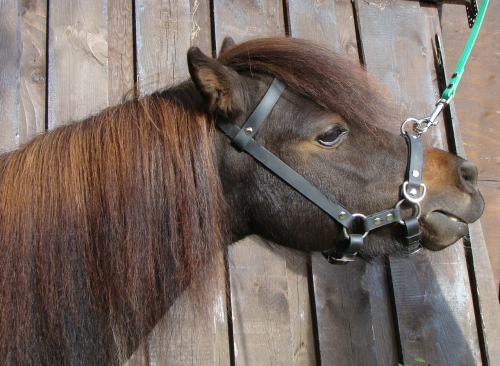 Leichter Kappzaum Miniature-Horse   AMH  Mini-Mini-Shetty